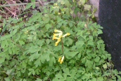 Yellow Corydalis