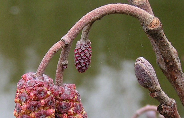 Alder, Female Flower