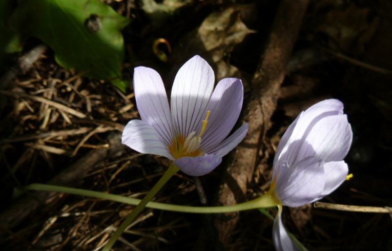 Autumn Crocus