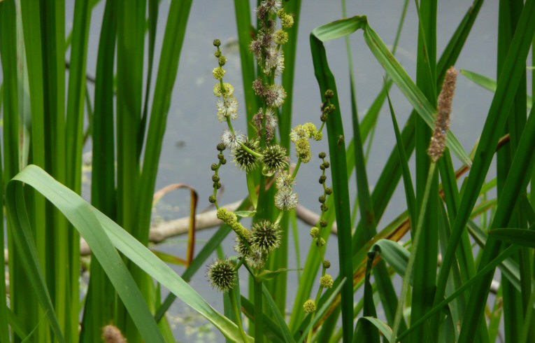 Branched Bur-reed