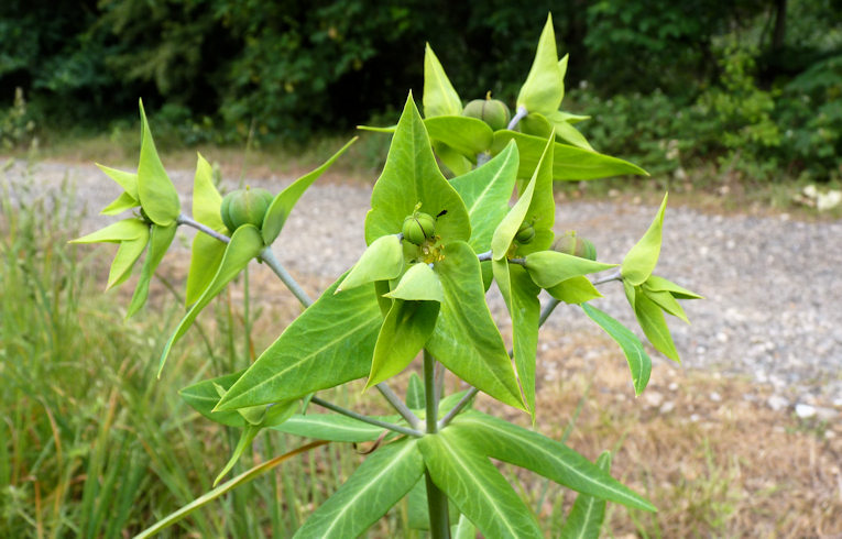 Caper Spurge