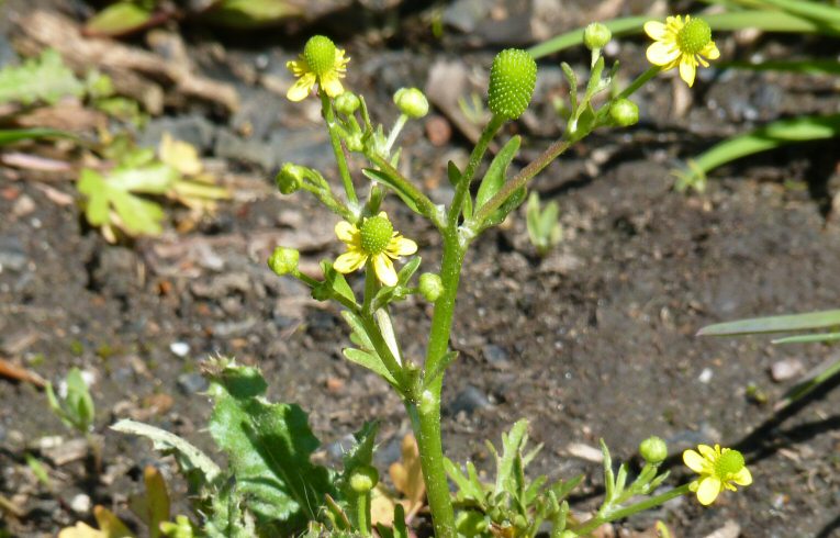 Celery-leaved Crowfoot