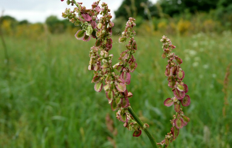 Common Sorrel