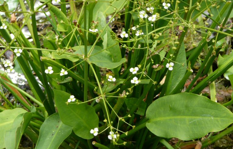 Common Water Plantain