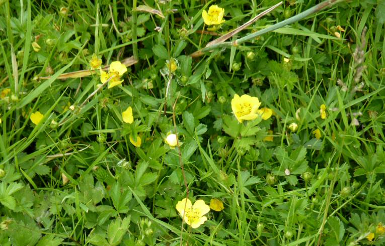 Creeping Cinquefoil