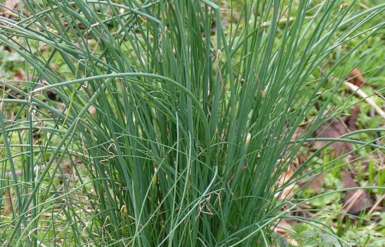 Crow Garlic
