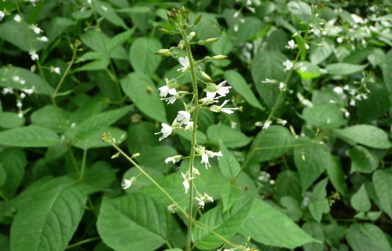 Enchanter's Nightshade