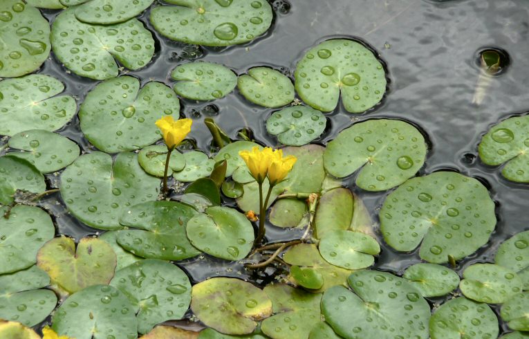 Fringed Water-lily