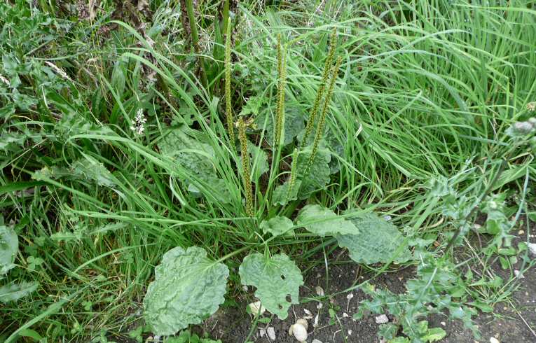 Greater Plantain