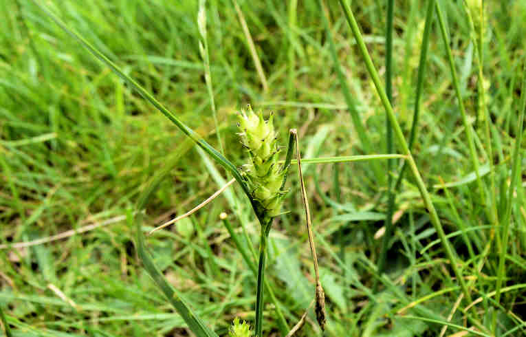 Hairy Sedge