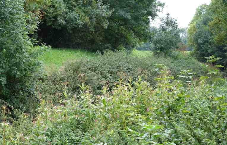 Himalayan Balsam