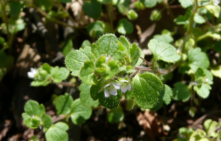 Ivy Speedwell