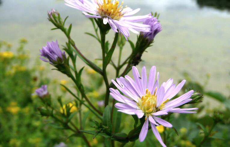 Michaelmas Daisy