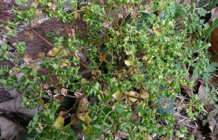 Petty Spurge