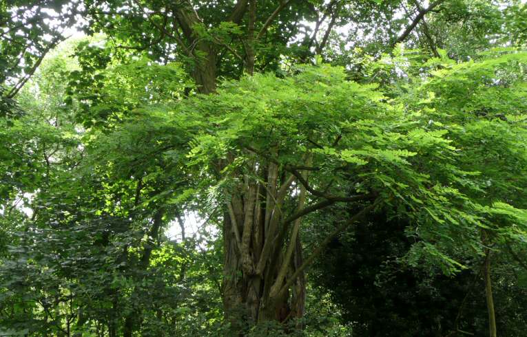 Robinia pseudoacacia