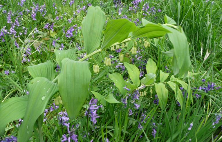 Solomon's Seal