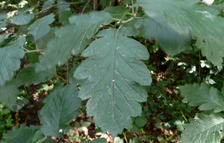 Swedish Whitebeam