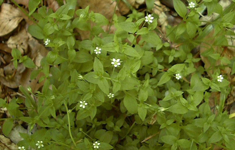 Three-veined Sandwort