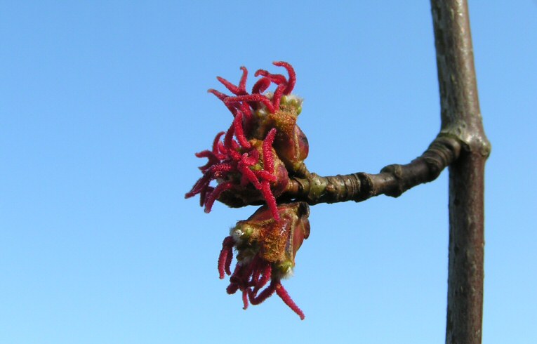 Wych Elm - flowers