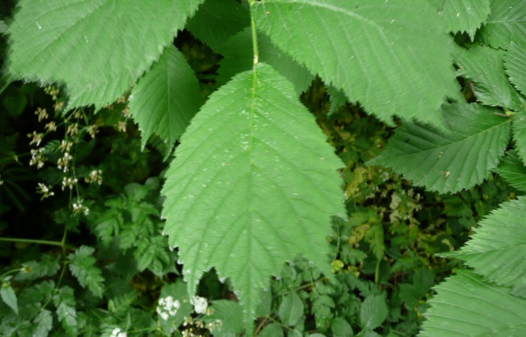 Wych Elm, leaf