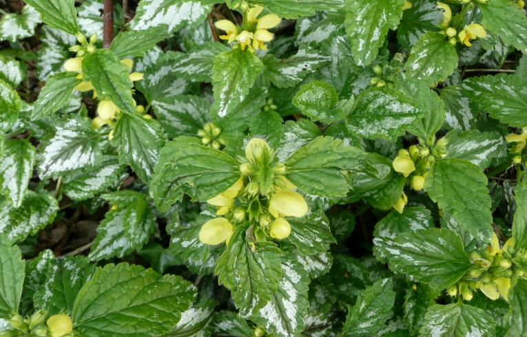 Yellow Archangel
