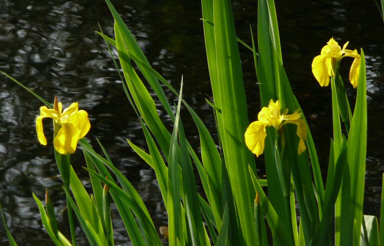 Yellow Iris