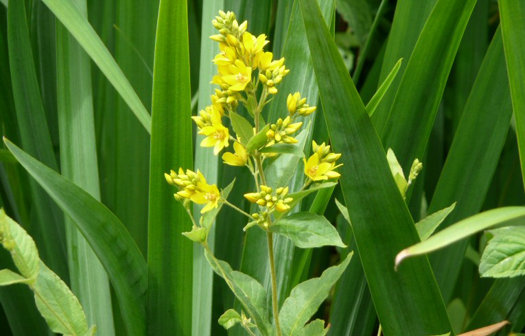 Yellow Loosestrife