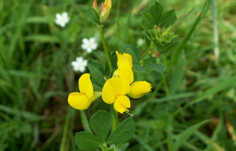 Bird's-foot-trefoil