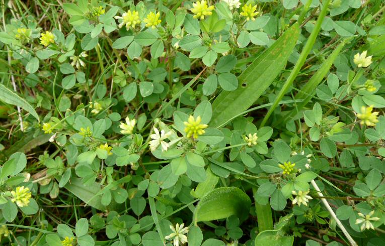 Black Medick