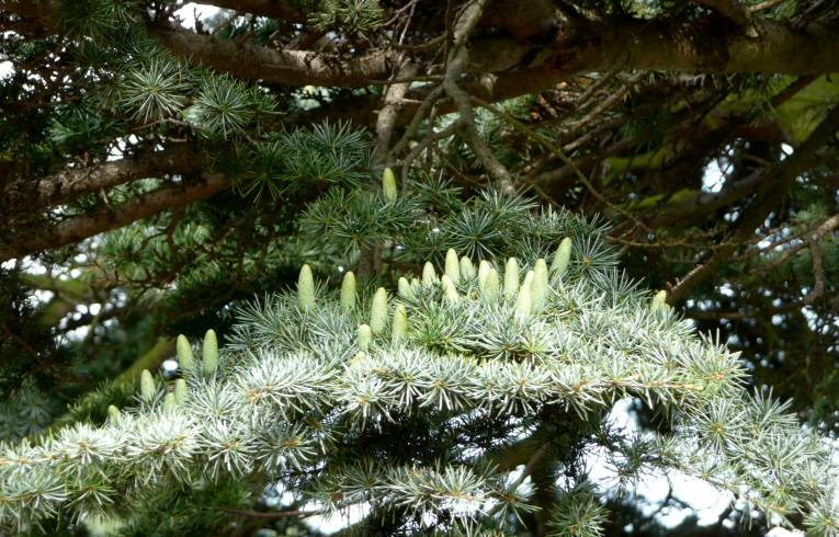 Cedar of Lebanon Cedrus libani