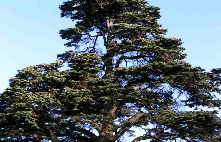 Cedar of Lebanon Cedrus libani