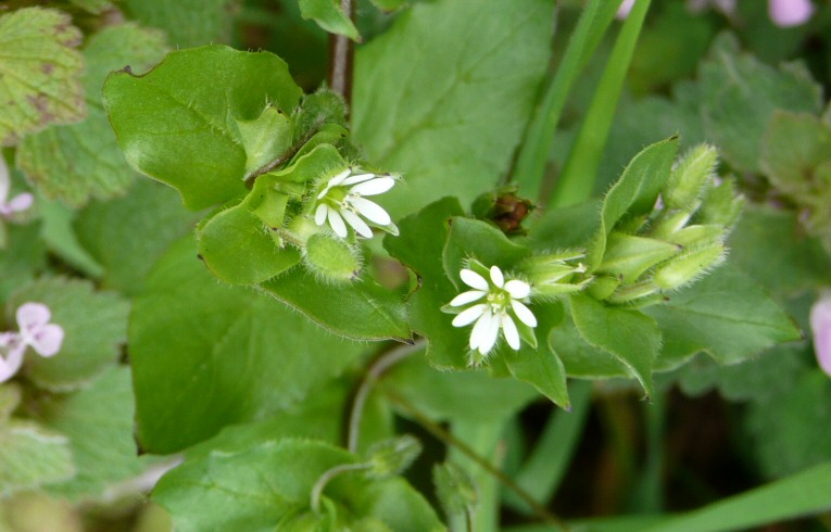 Common Chickweed