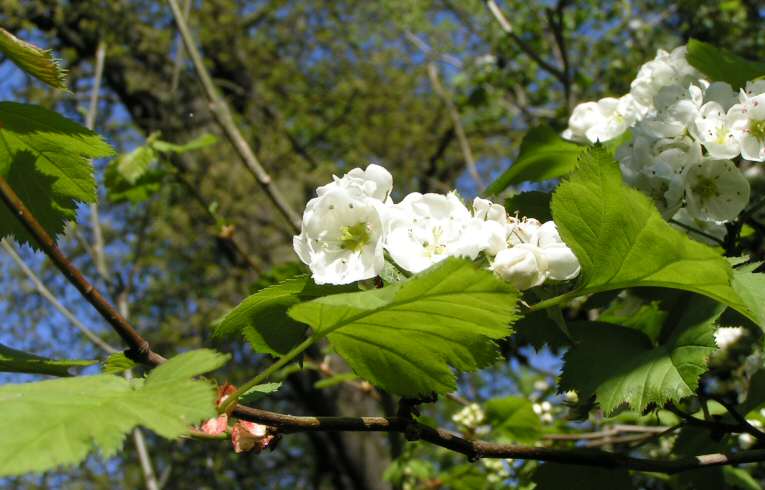 Crataegus coccinoides, Wanstead Park