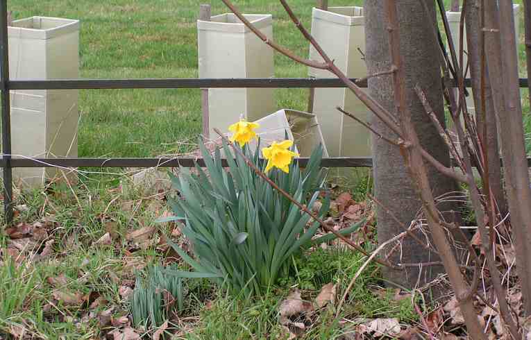 Hybrid Daffodil