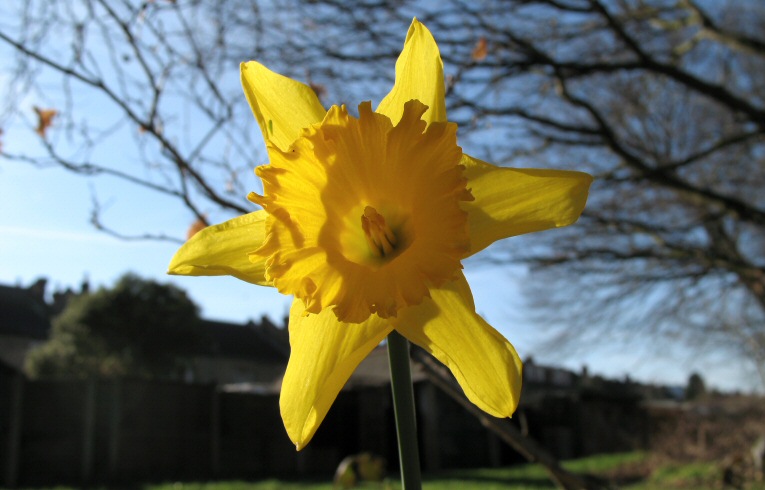 Hybrid Daffodil