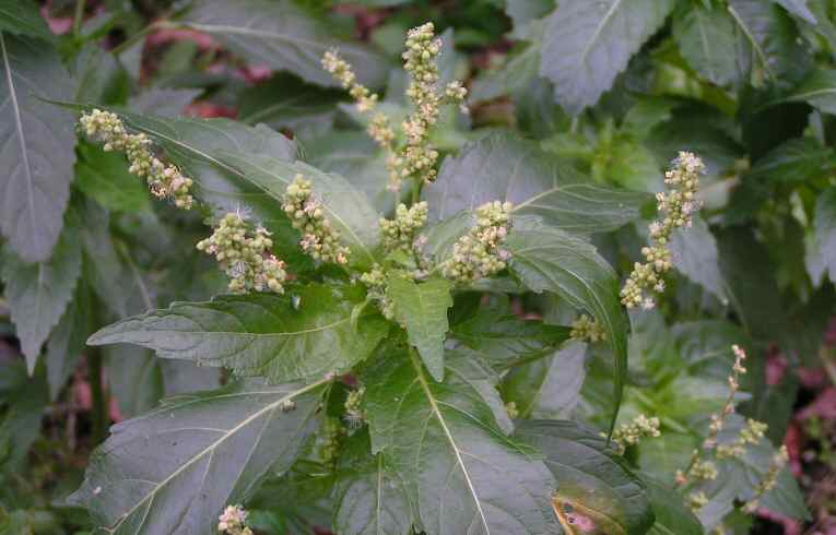 Dog's Mercury