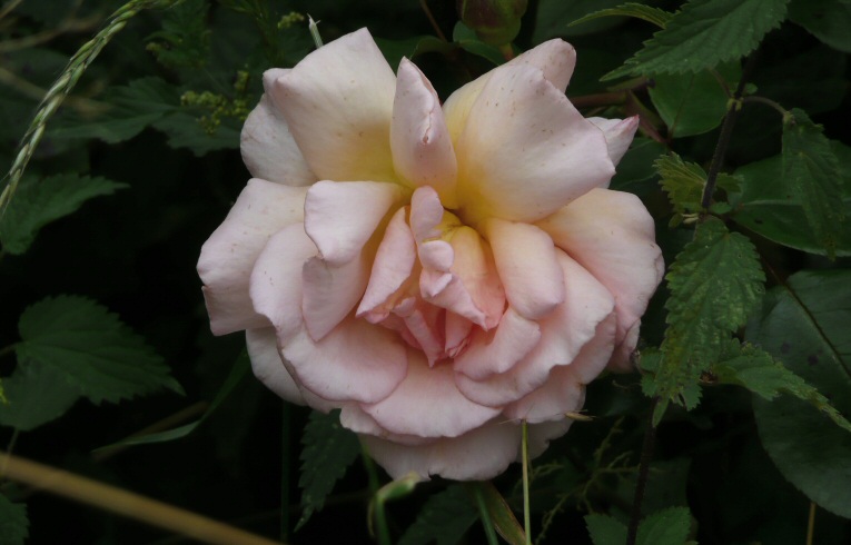 Garden Rose