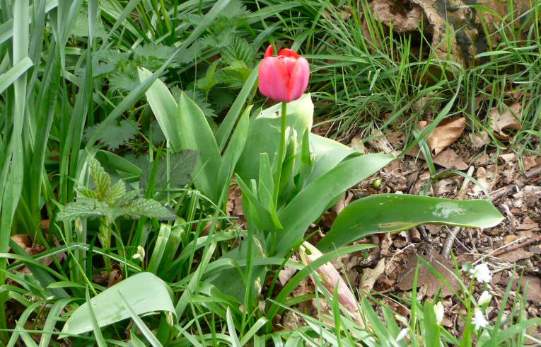 Garden Tulip