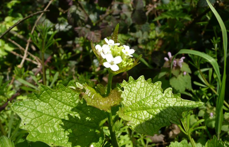 Garlic Mustard