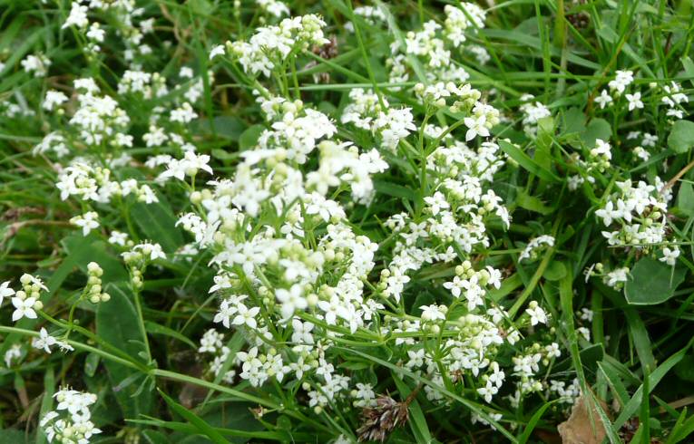 Heath Bedstraw