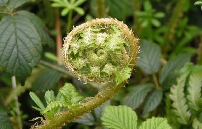 Male Fern