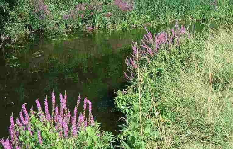 Purple Loosestrife