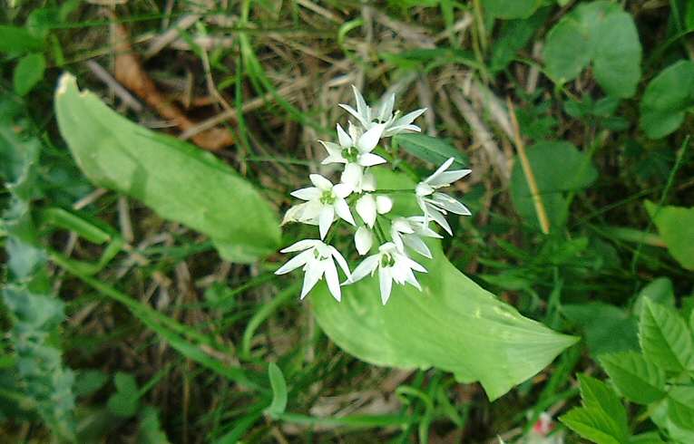 Allium ursinum