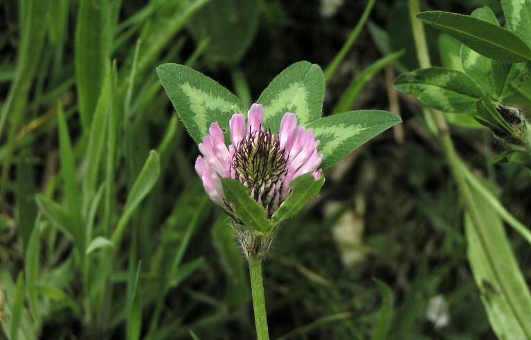 Red Clover
