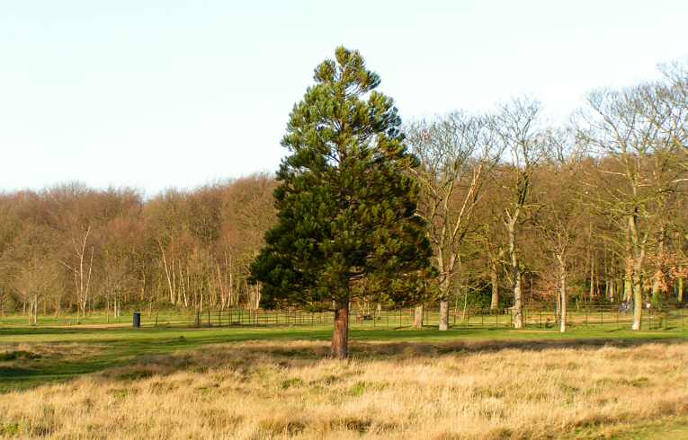 Sequoidendron giganteum