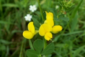 Birdsfoot-trefoil