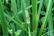 Branched Bur-reed