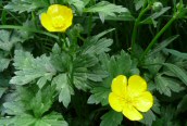 Bulbous Buttercup
