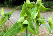 Caper Spurge