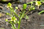 Celery-leaved Crowfoot